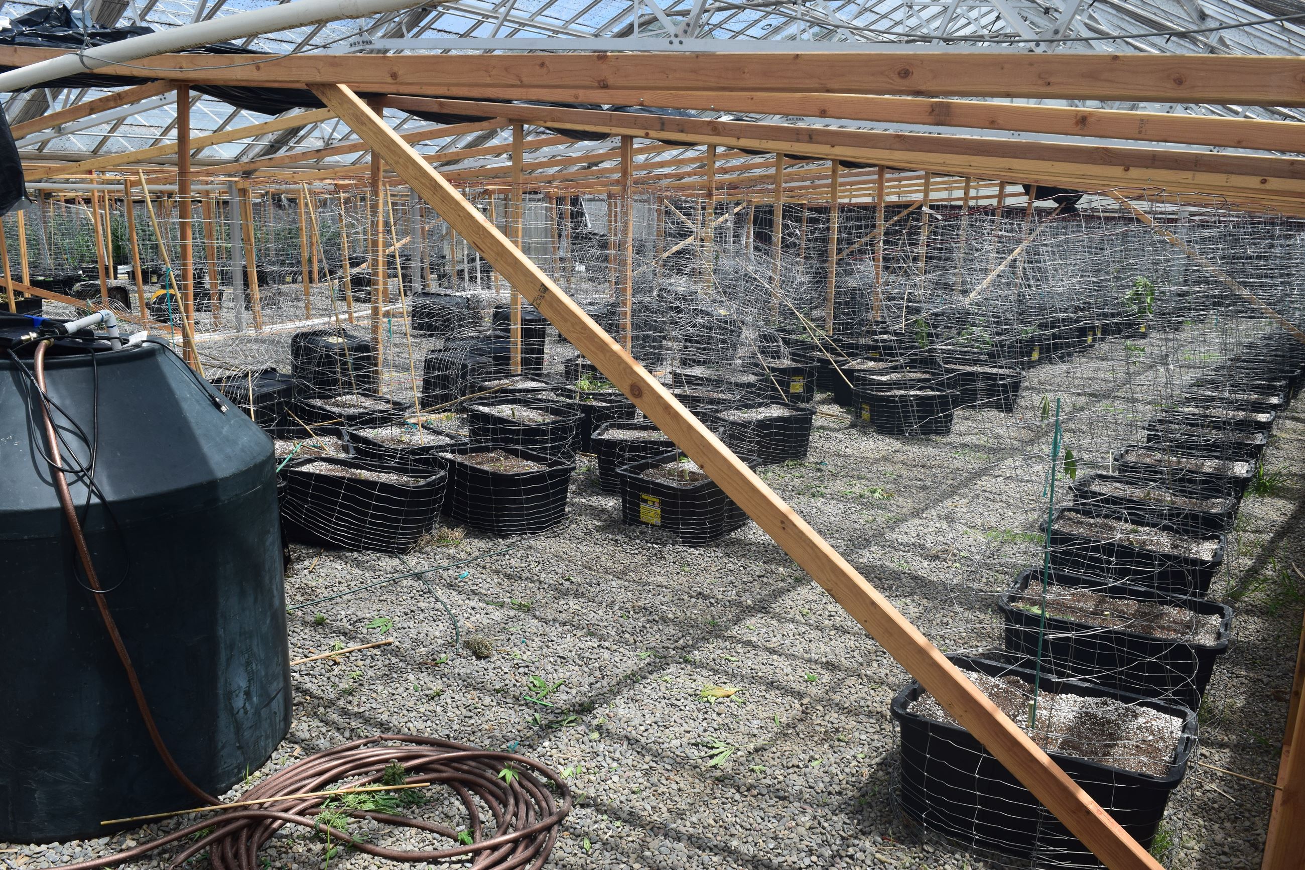 Marijuana Arrest Case 201603005